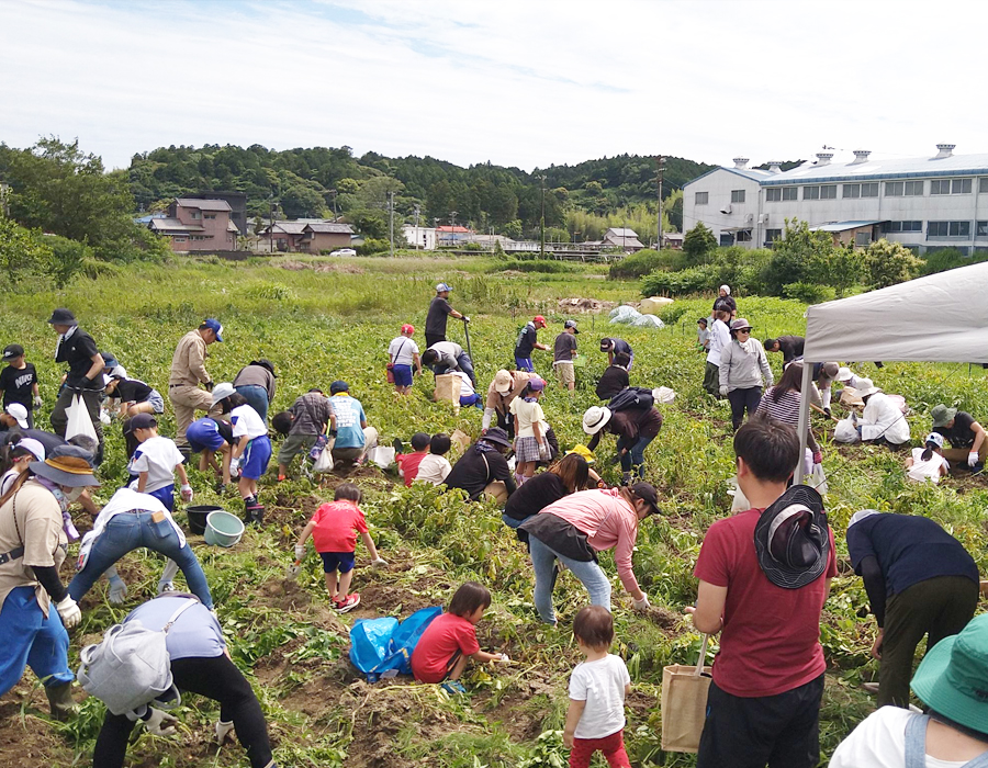 ぴかっとジャガイモ収穫祭