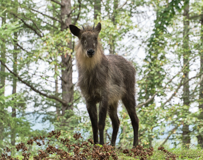 ニホンカモシカ
